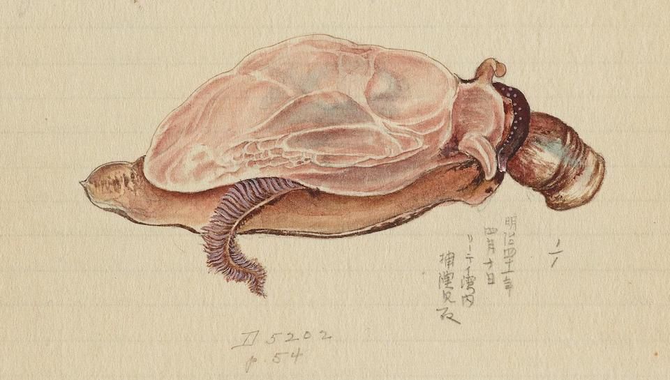 Watercolor drawing of a turtle with a translucent pink shell and reddish-brown limbs, with Japanese characters and cataloging numbers.