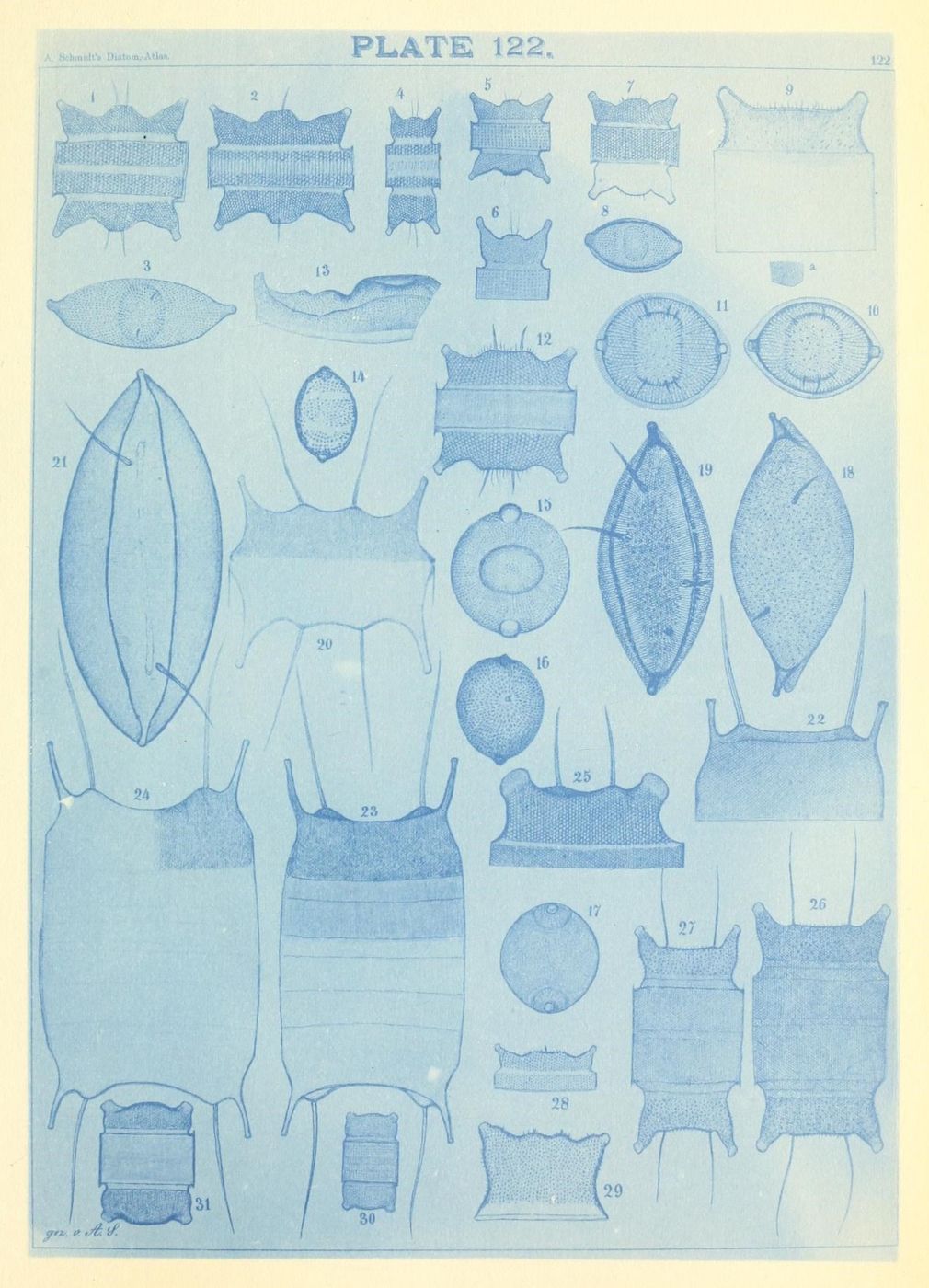 A vintage scientific illustration of radiolarians, numbered from 1 to 30, rendered in a cyanotype style.