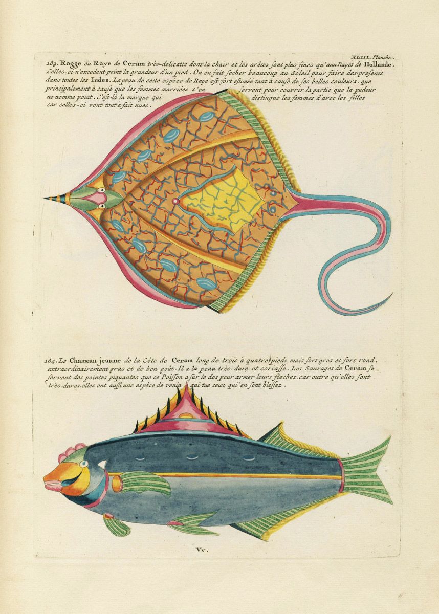 Vintage illustration of two marine creatures: a large, patterned ray and a colorful fish, accompanied by French text.