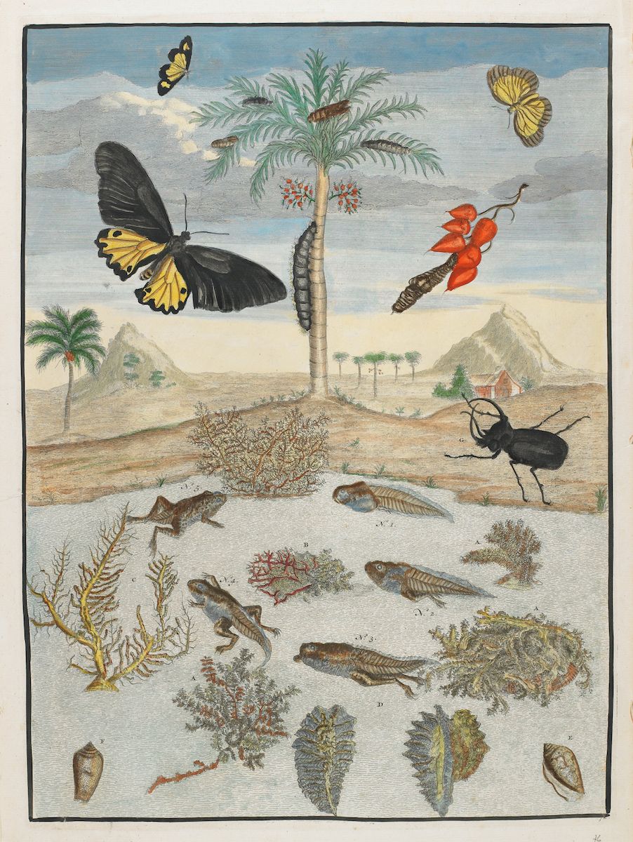 Watercolor painting of a desert landscape with a palm tree, butterflies, beetles, fish, frogs, and various plants.