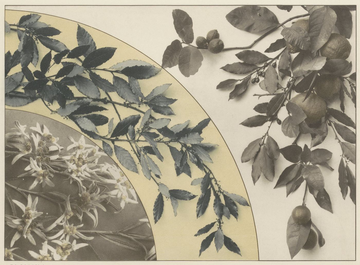 Vintage botanical illustration of citrus plant branches with leaves, flowers, and fruit.