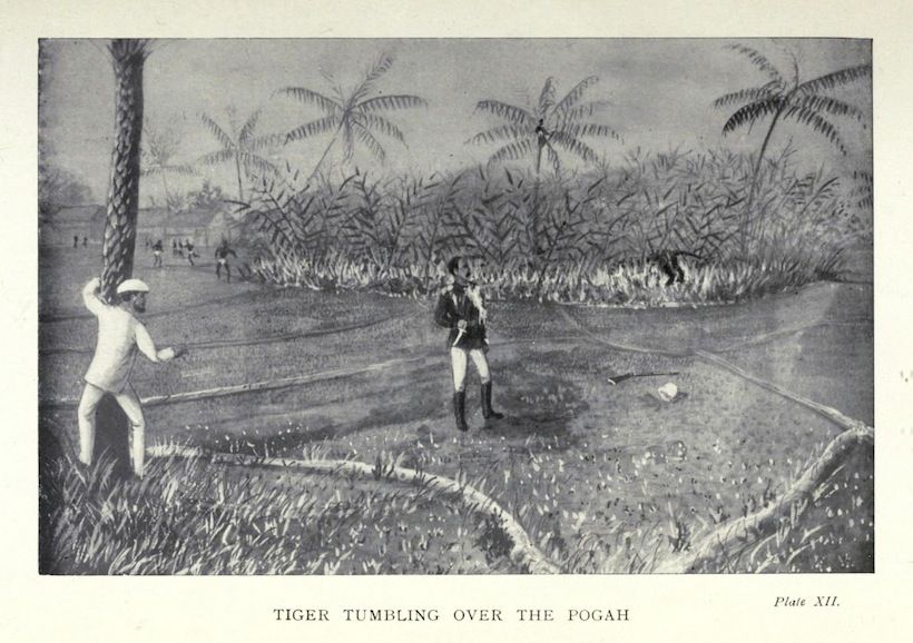 Black and white illustration of a man swinging a stick at a tiger tumbling over a woven mat in a grassy field with palm trees in the background.