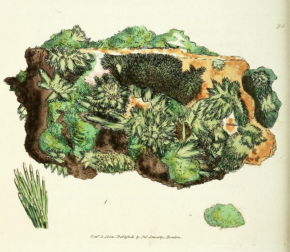 Vintage botanical illustration of a lichen with star-shaped structures, and a small grass-like plant.