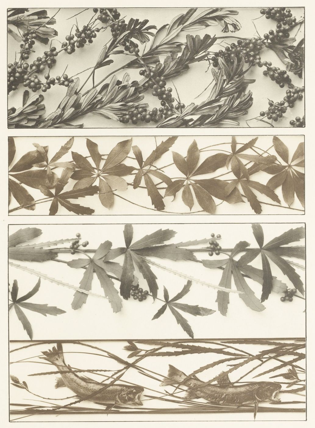 A vintage botanical study featuring four horizontal panels of a plant branch with leaves and berries.