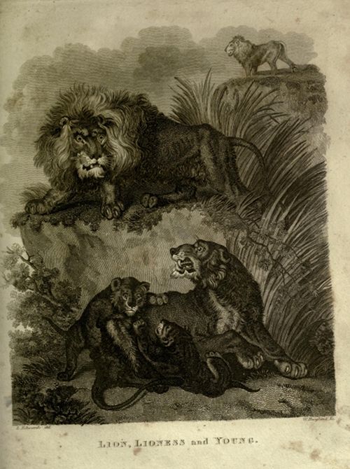 Vintage black and white engraving of a lion, lioness, and their young in a rocky, grassy environment.
