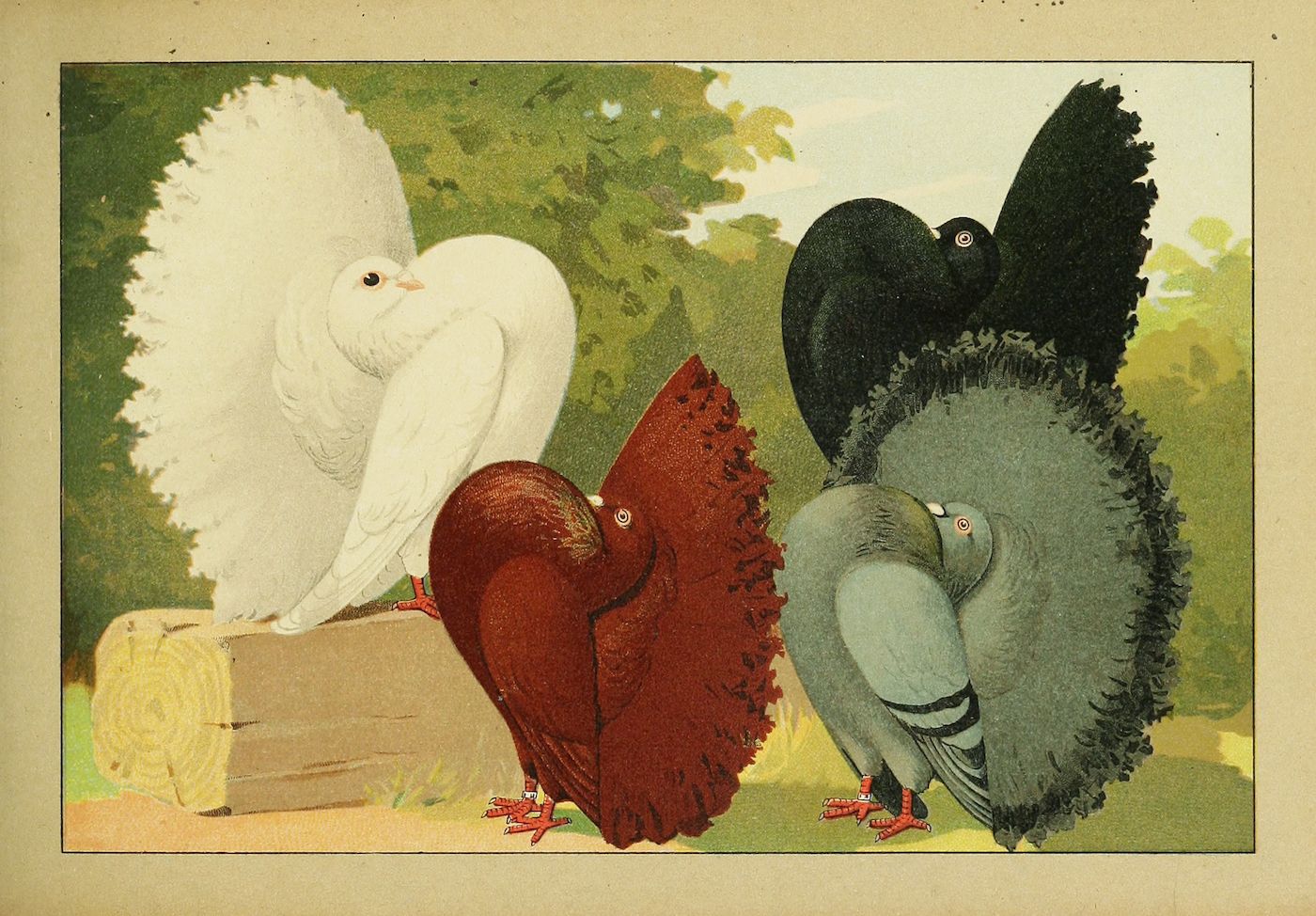 Vintage illustration of four fancy pigeons with elaborate feathering around their heads and necks.