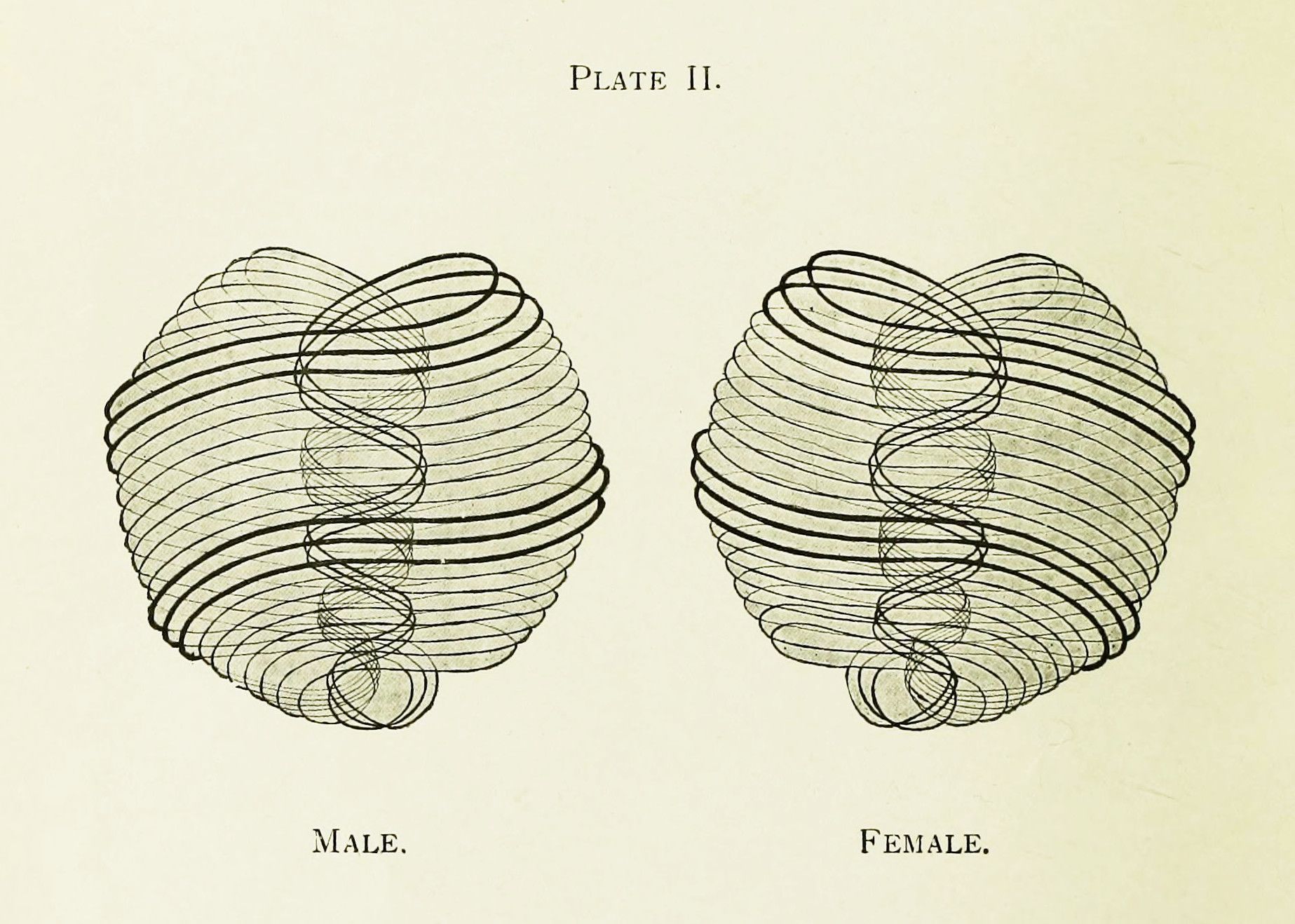 Vintage diagram labeled 'Plate II' with two abstract spiral shapes, one labeled 'MALE' and the other 'FEMALE'.