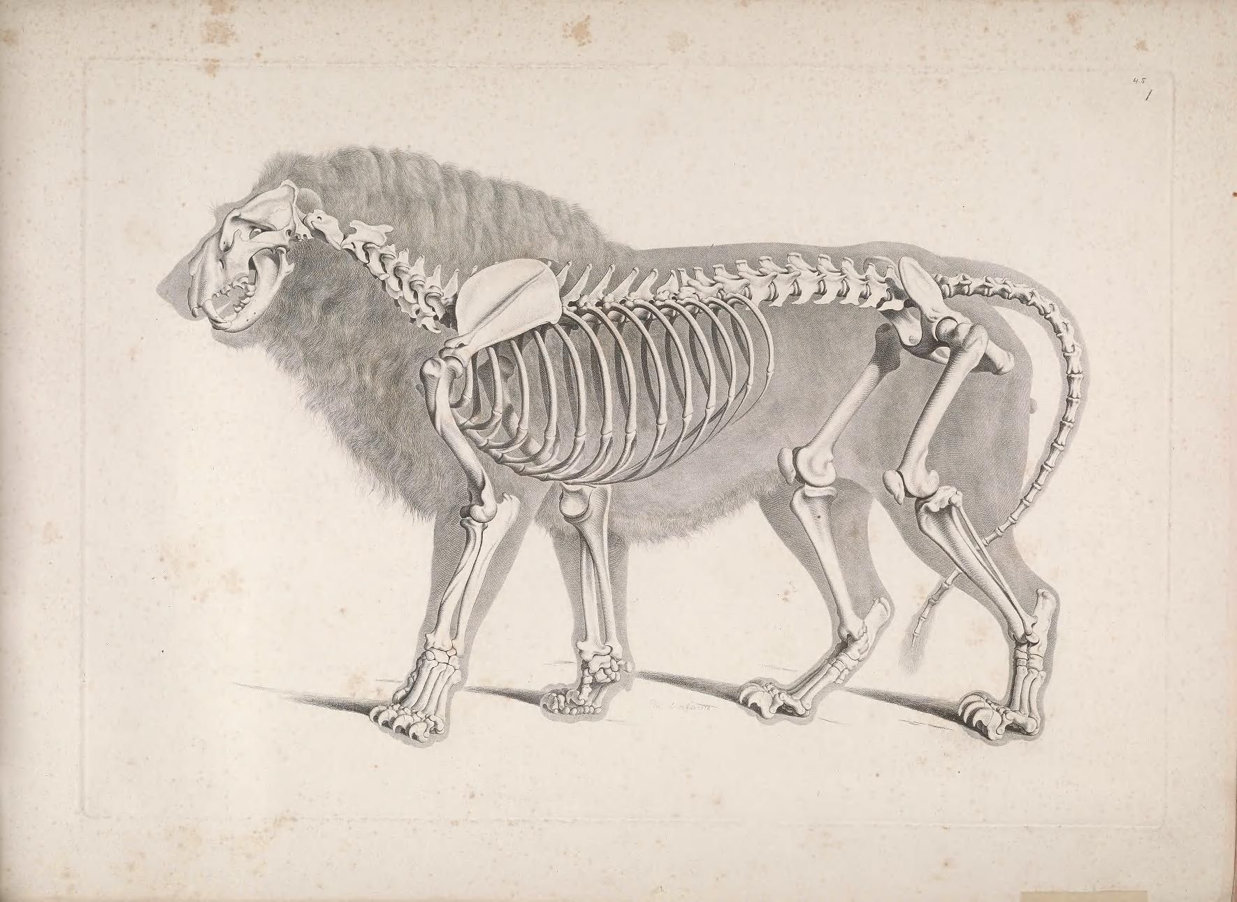A detailed anatomical illustration of a lion, showing its skeletal structure overlaid on its external form.