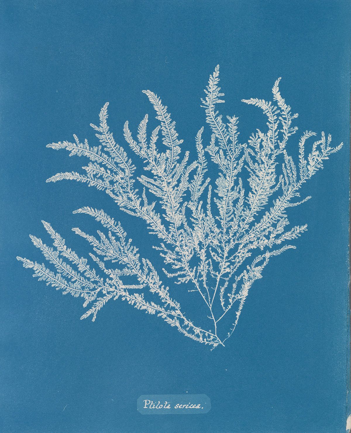Cyanotype of a delicate, branching plant specimen labeled 'Pilola sericea' against a deep cyan blue background.