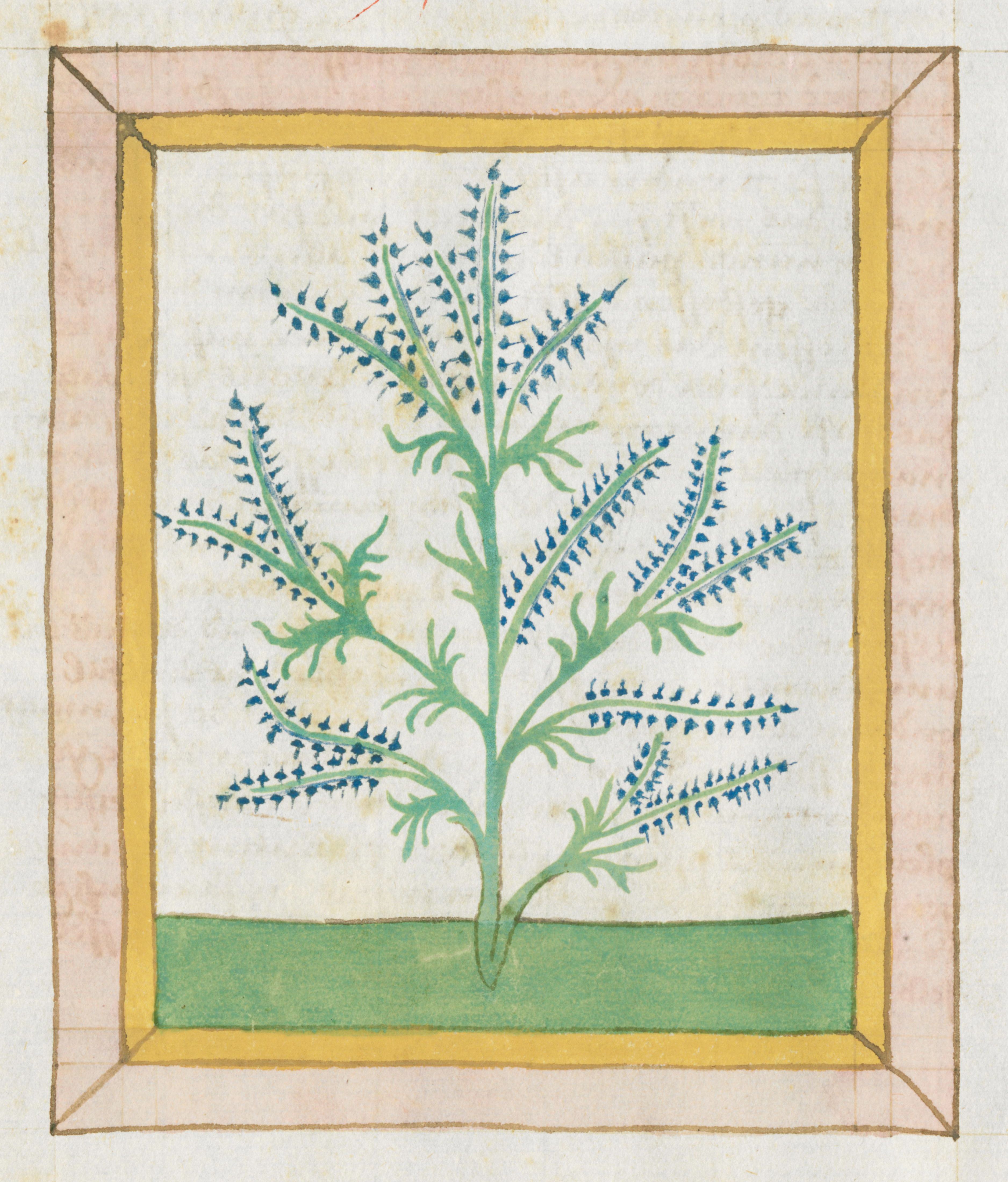 A botanical illustration of a plant with spiky leaves and blue flowers, framed by a reddish-brown and gold border.