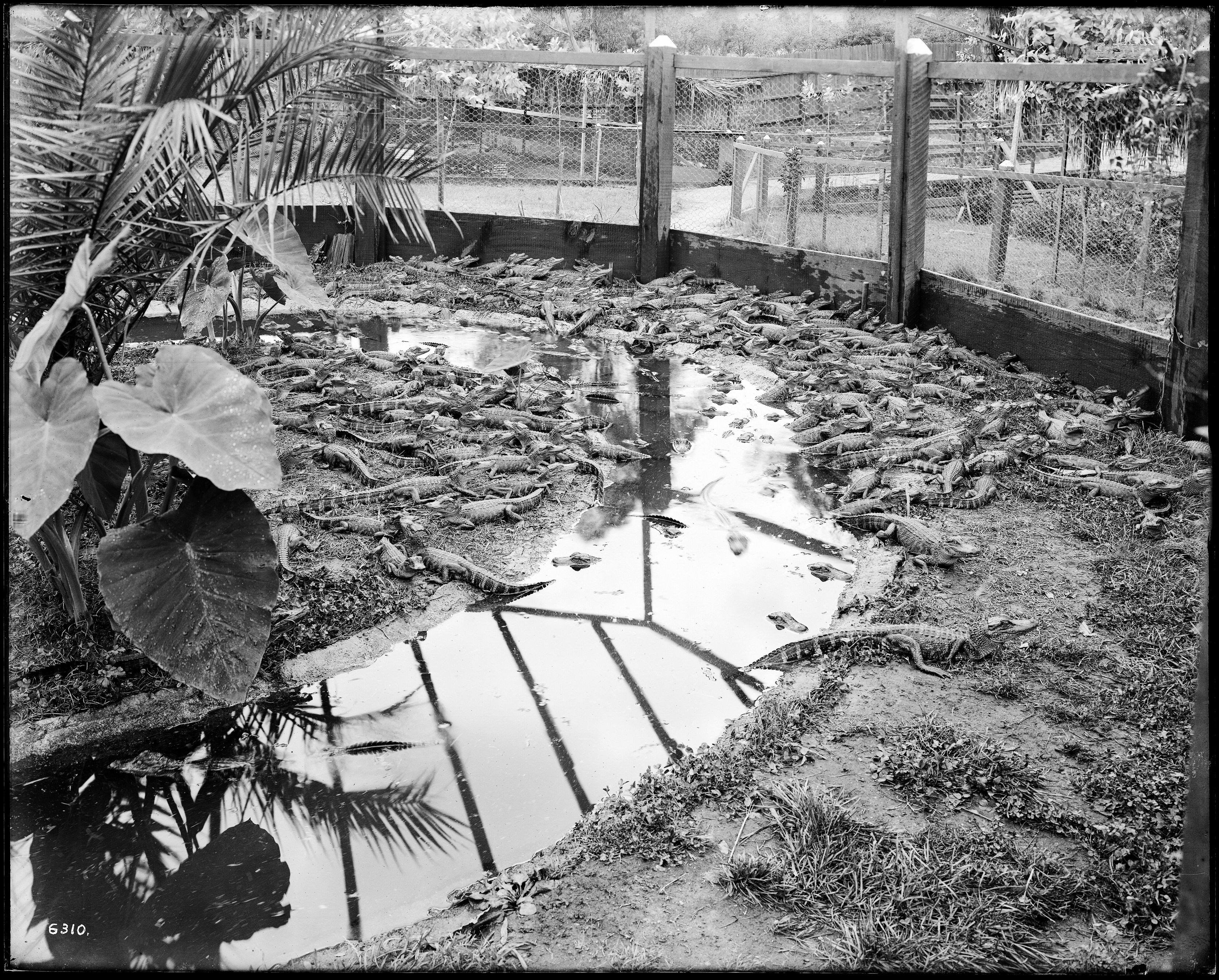 A black and white photograph of a flooded area with plants, leaves, and a fence.