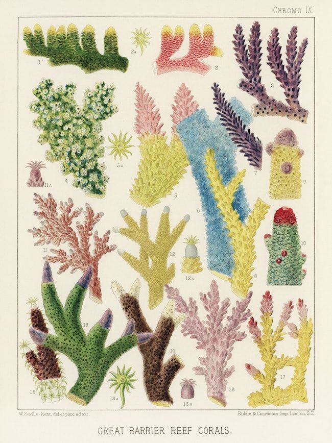 A chromolithograph illustration of 17 different coral species from the Great Barrier Reef, labeled with numbers and showcasing a variety of shapes, sizes, and colors.