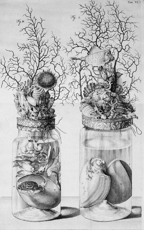 Black and white engraving of two glass jars filled with preserved sea creatures and topped with coral.