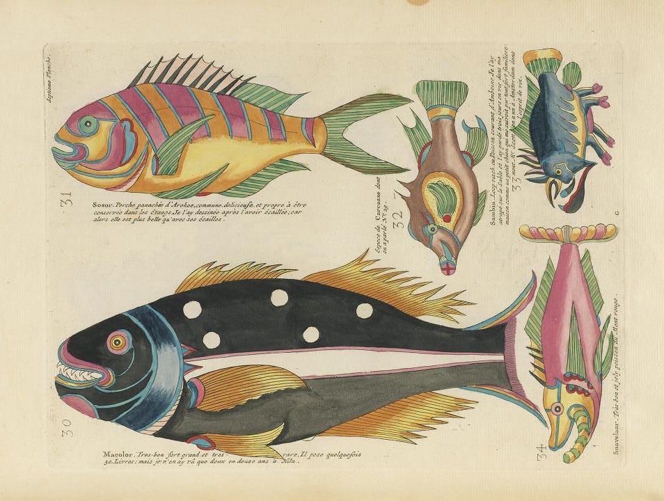 A vintage illustration of four fantastical fish, each with unique colors and features, accompanied by handwritten French text.