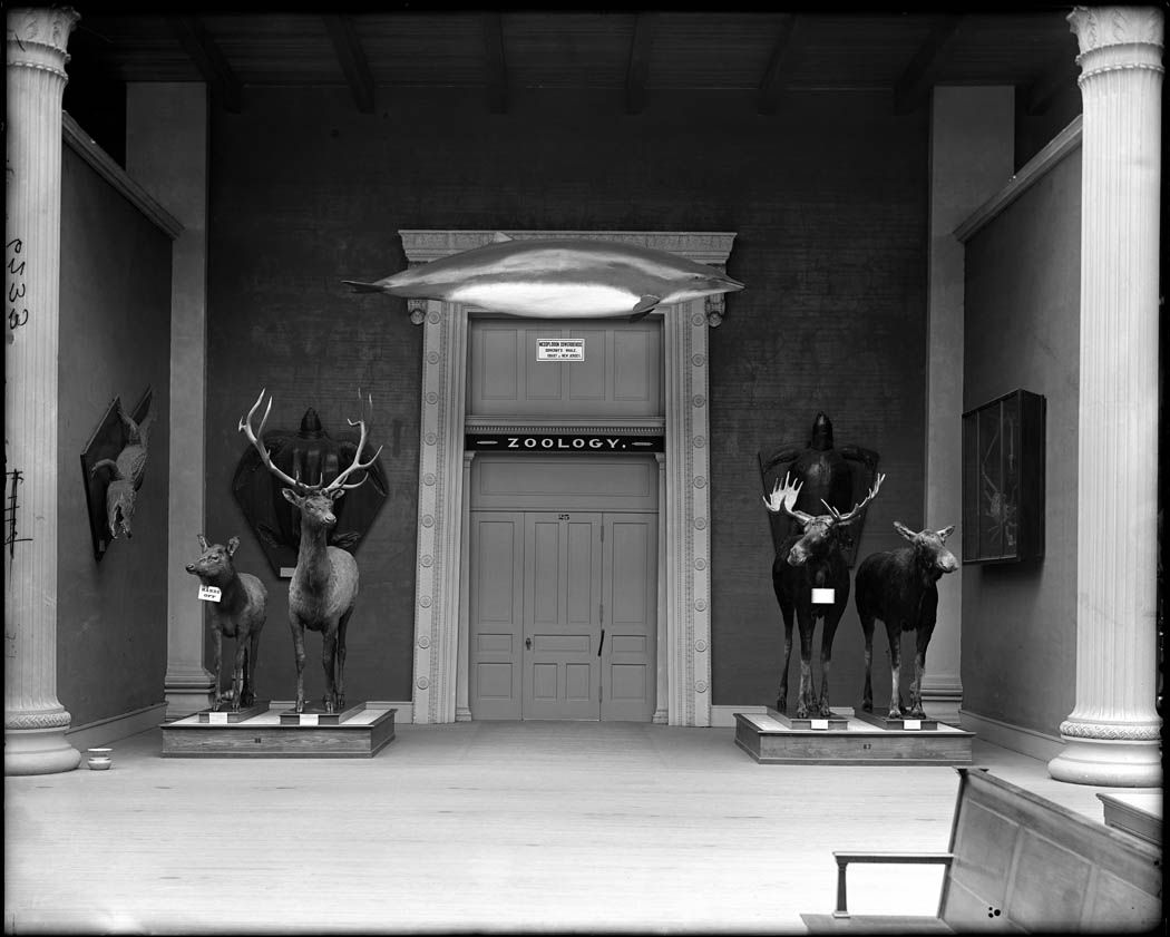Black and white photograph of a natural history museum interior with taxidermied deer and elk flanking a doorway labeled 'ZOOLOGY'.