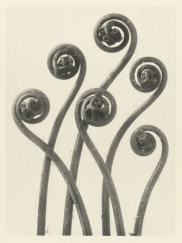 A vintage-style photograph of several fern fronds in varying stages of unfurling.