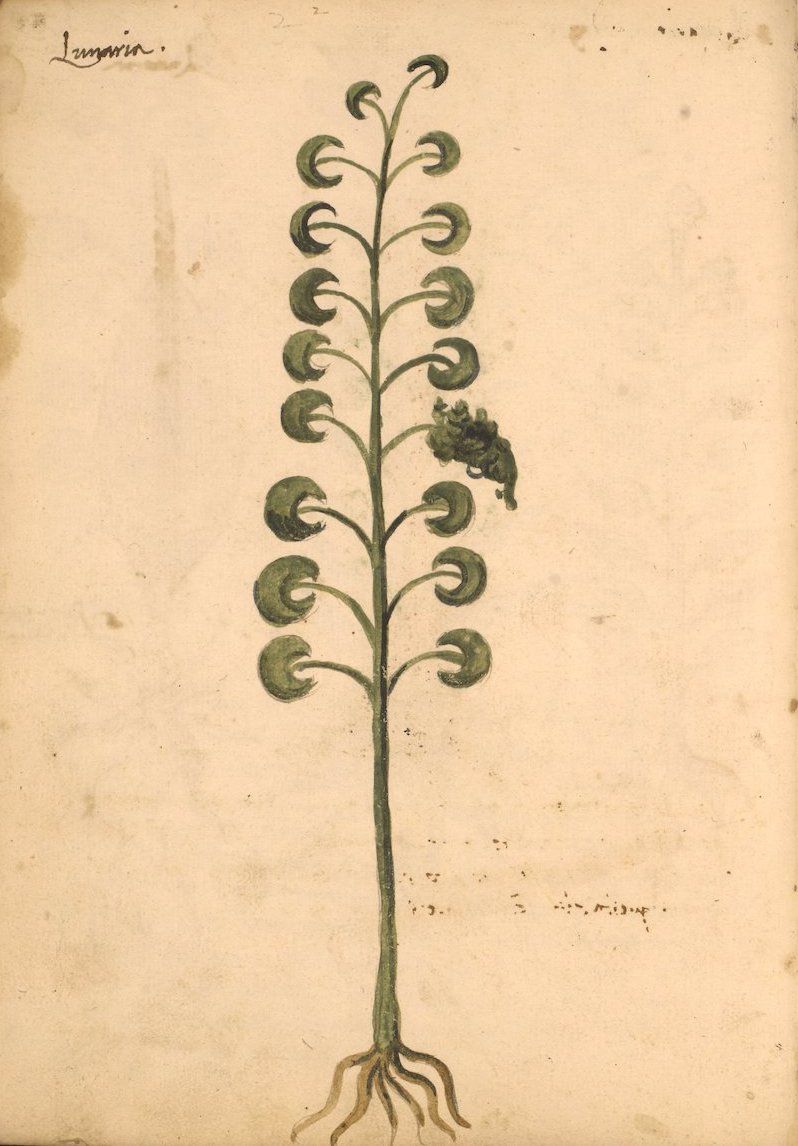 A vintage botanical illustration of a plant with roots, stem, leaves, and flowers on aged paper.