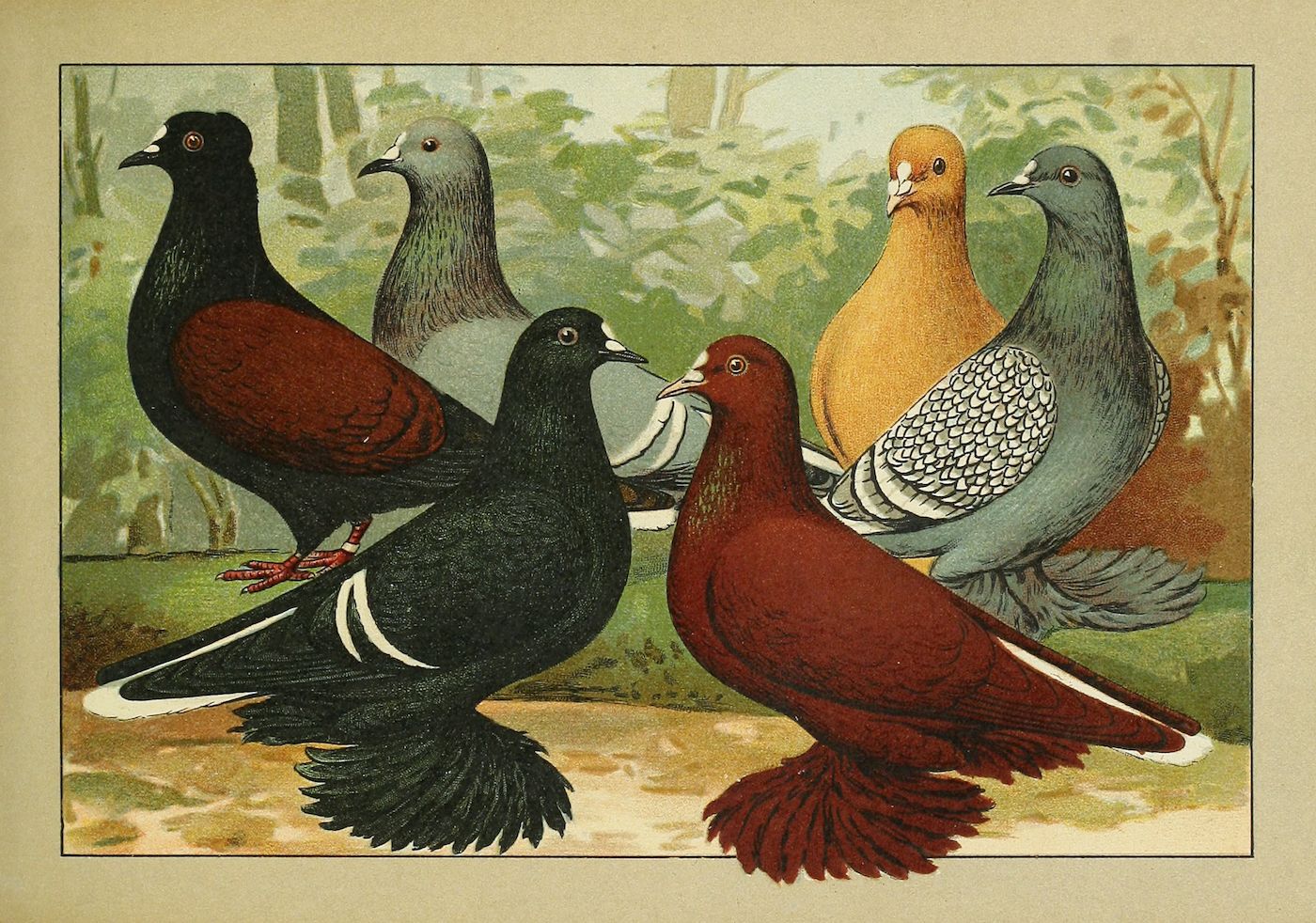 Vintage illustration of five pigeons with different colors and patterns.