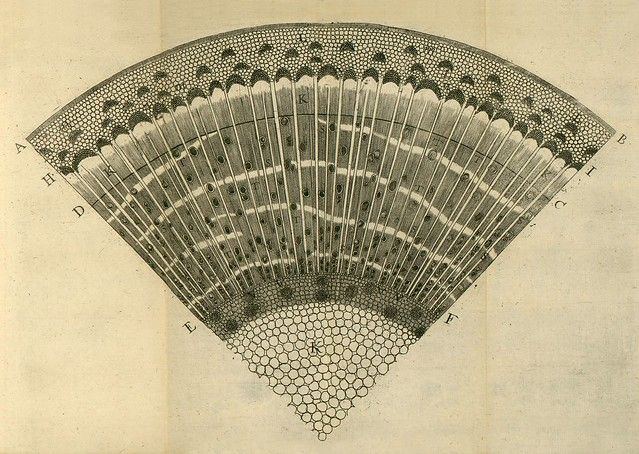 Vintage botanical illustration of a leaf's cross-section, showing various layers and structures such as epidermis, mesophyll, vascular bundles, and stomata.