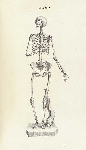 Vintage anatomical illustration of a human skeleton standing on a platform, with the Roman numeral 'XXIV' above it.