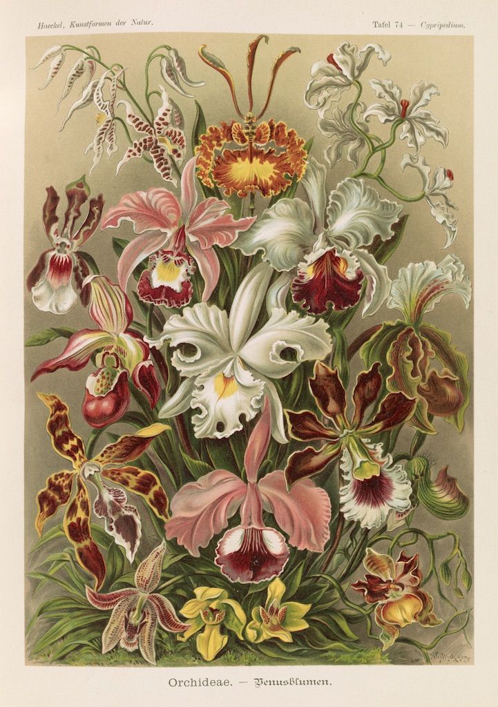 Vintage botanical illustration of a variety of orchids in white, red, yellow, and purple.