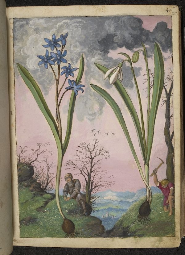 A detailed botanical illustration featuring two large plants with blue and white flowers, a seated figure, and a landscape background.