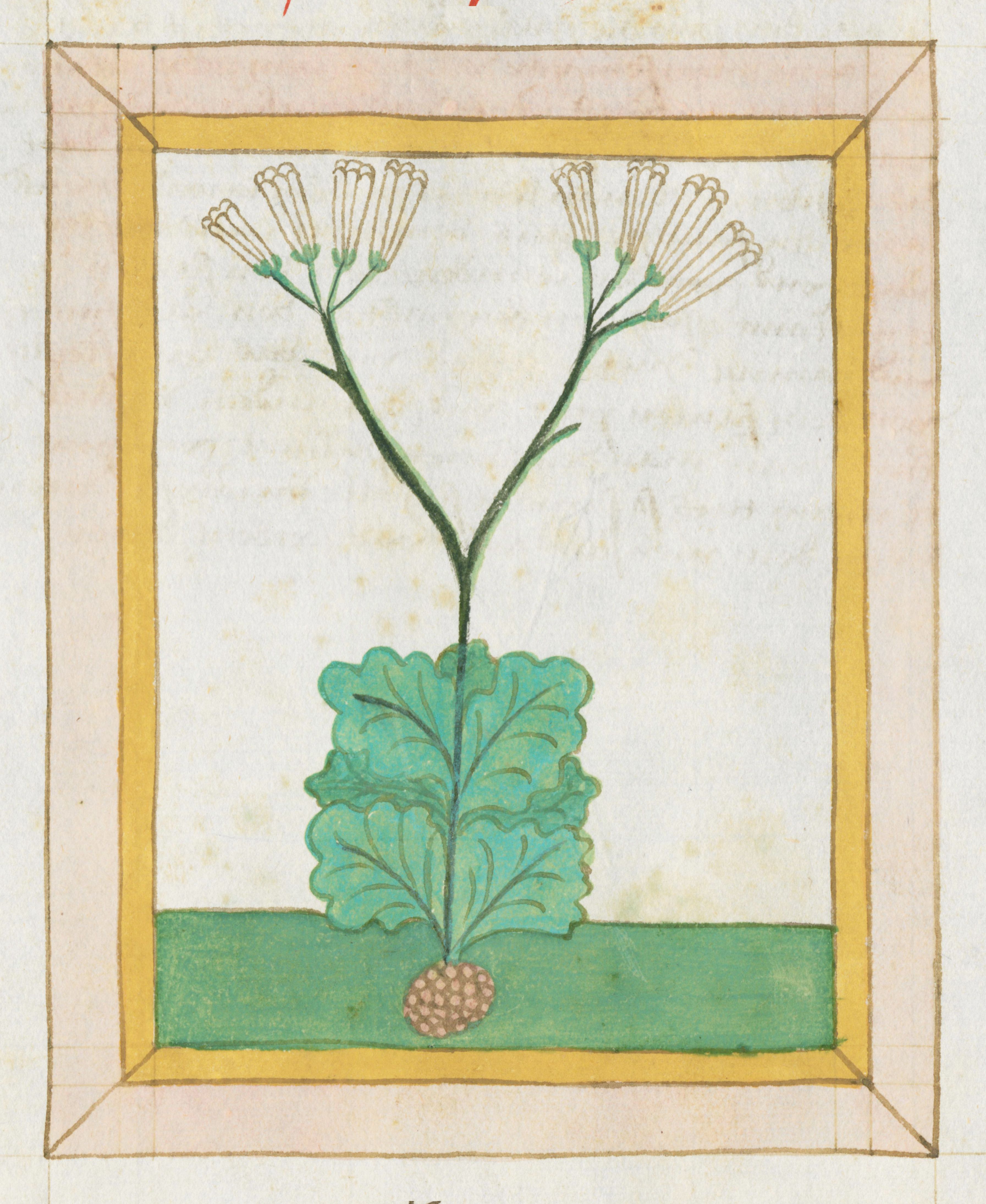 A detailed illustration of a plant with green leaves, a stem, and yellow flowers, framed by a golden border.