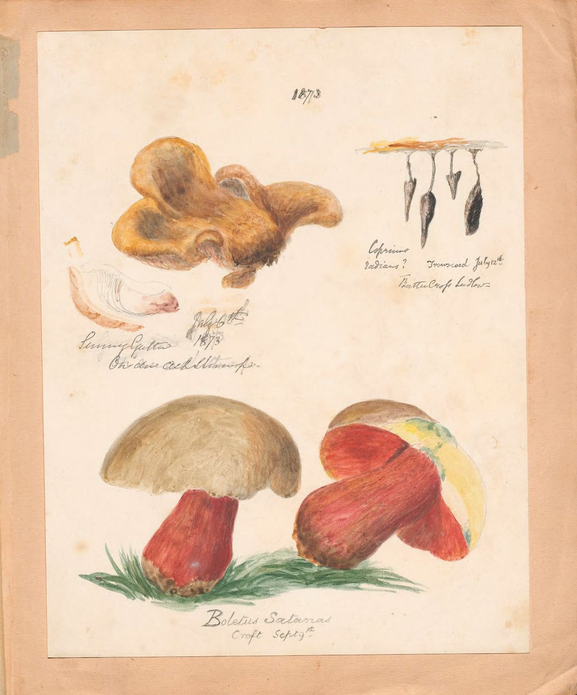 Vintage botanical illustration of mushrooms on aged paper.