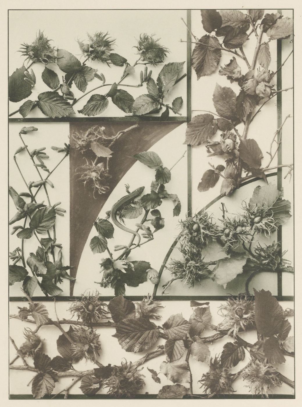 Sepia-toned photograph of hop vines arranged in a grid pattern.