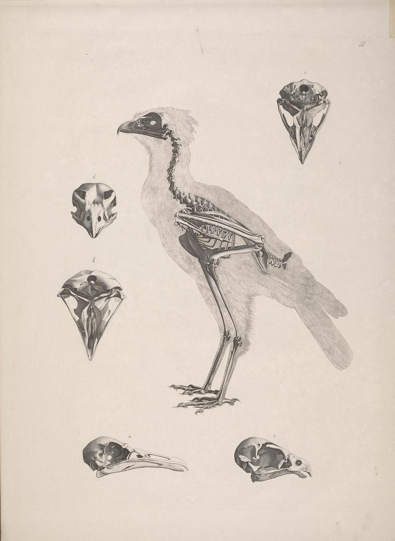 Vintage illustration of a bird skeleton and several bird skulls.
