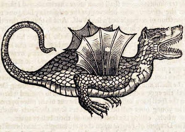 A detailed black and white woodcut illustration of a dragon with a long, serpentine body, wings, and clawed feet.