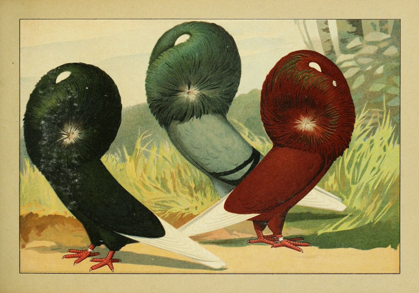 Vintage illustration of three colorful, fluffy birds in a grassy field.
