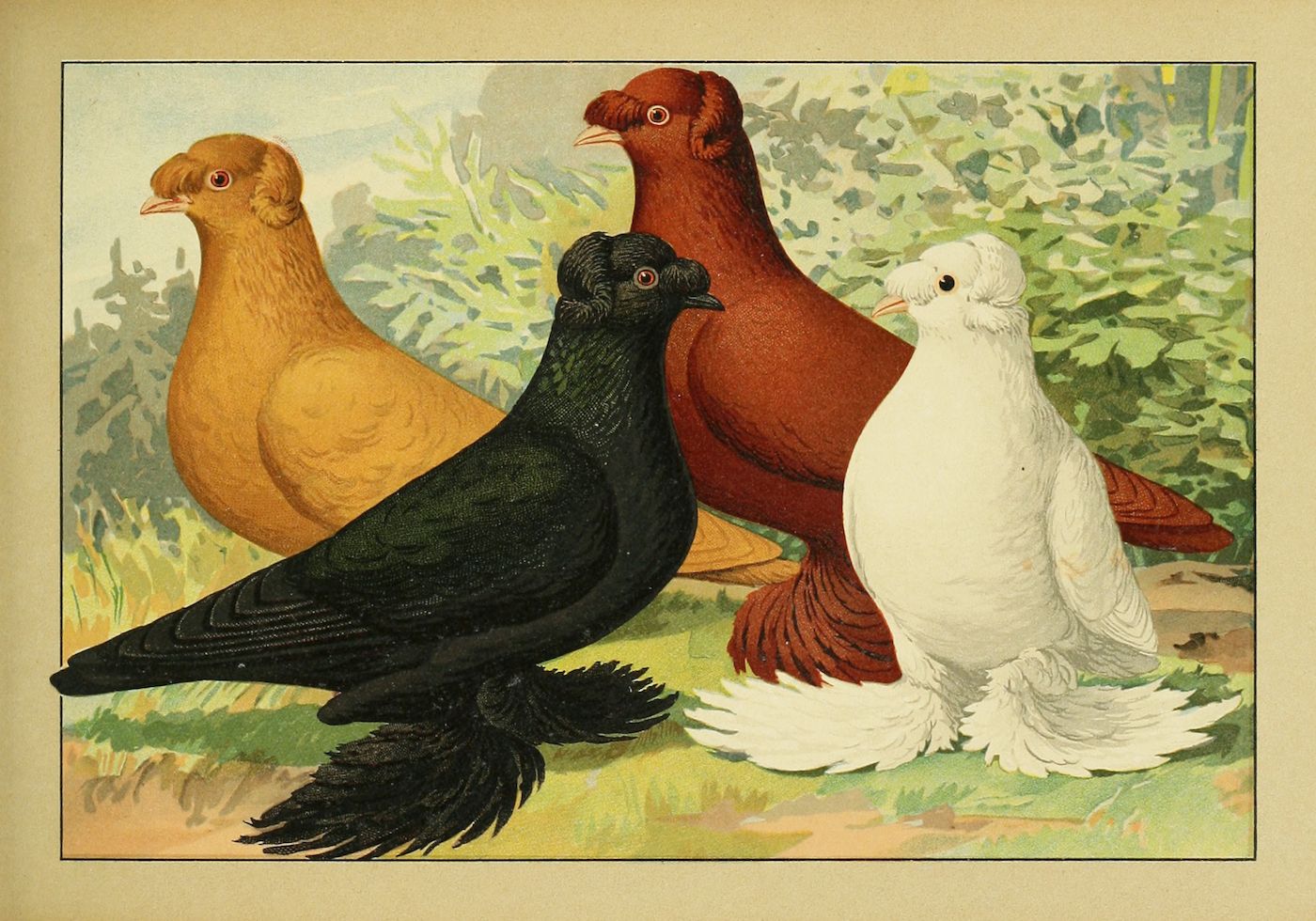 Vintage illustration of three pigeons: golden, black, and white, standing on grass with foliage in the background.