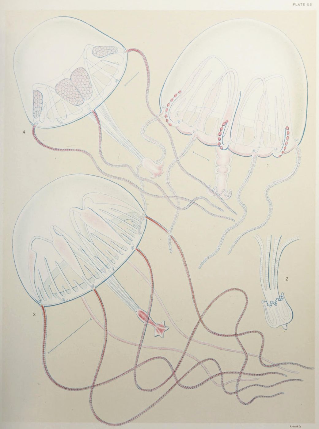 Vintage illustration of three jellyfish with detailed tentacles and internal structures, labeled 'Plate 53' and 'Aurelia'.
