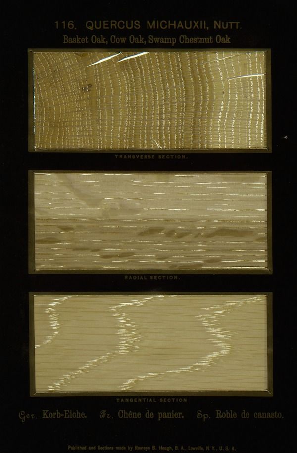 A botanical illustration of three wood sections from Quercus michauxii, showing transverse, radial, and tangential views of the grain.