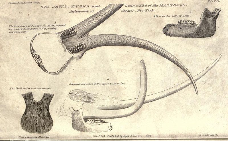 Vintage scientific illustration of mastodon jaws, tusks, and grinders, disinterred at Chester, New York. Includes detailed drawings of the upper and lower jaws, tusks, teeth, and skull, with labels and publication details.