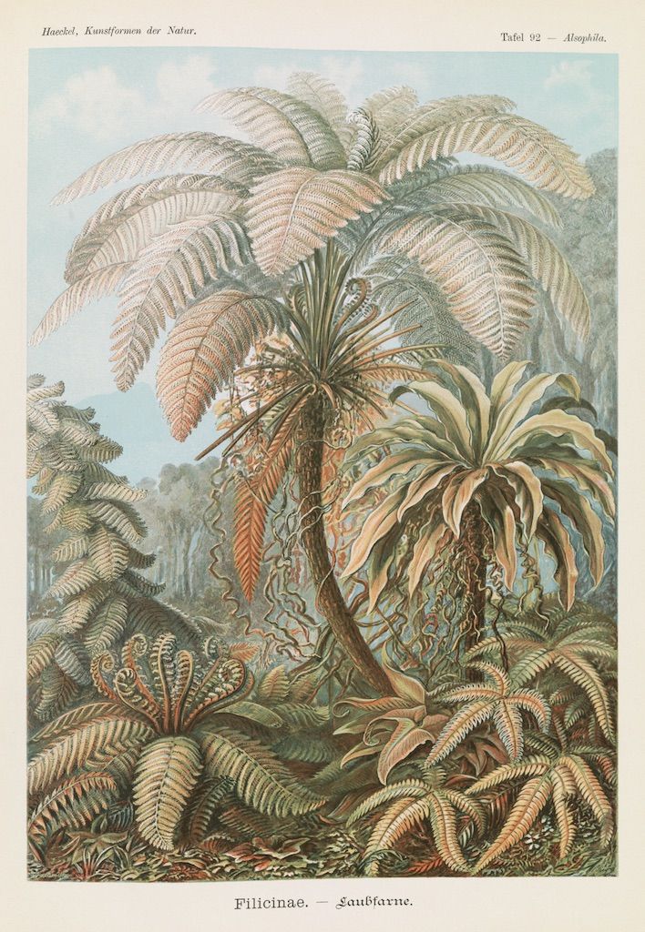 Vintage botanical illustration of ferns, labeled 'Filicinae - Laubfarne' and 'Tafel 92 - Alsophila'.