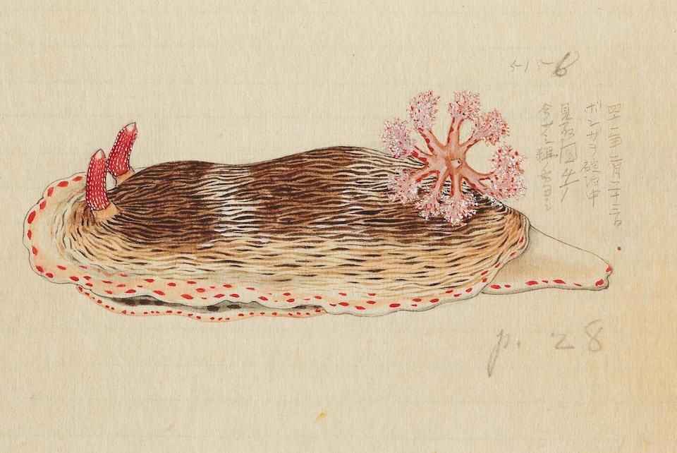 Vintage illustration of a brown sea slug with red fringed edges and pink-red branching structures extending from its head, set against a pale yellow background.