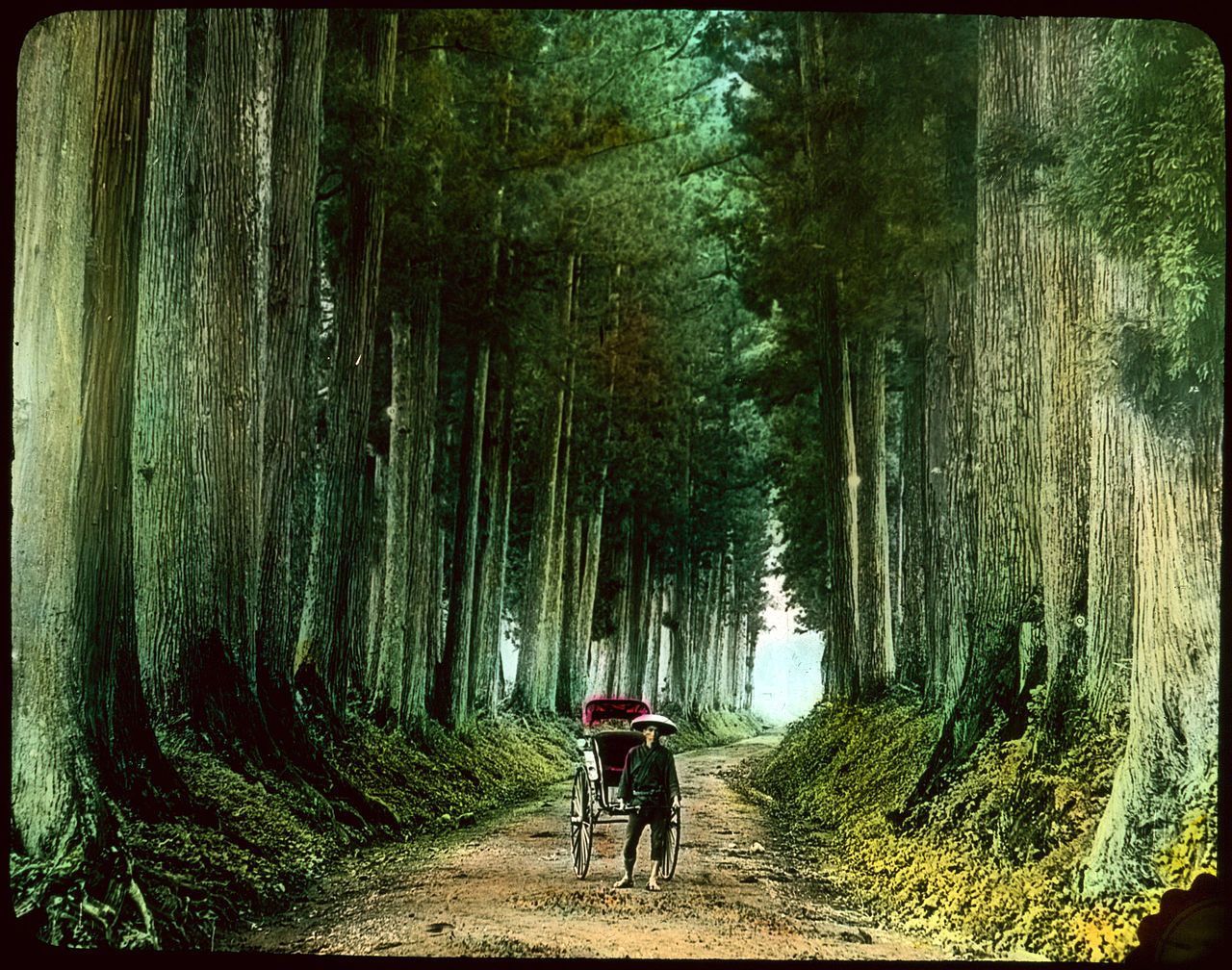 A vintage photograph of a person pulling a carriage down a road through a dense forest of tall trees.