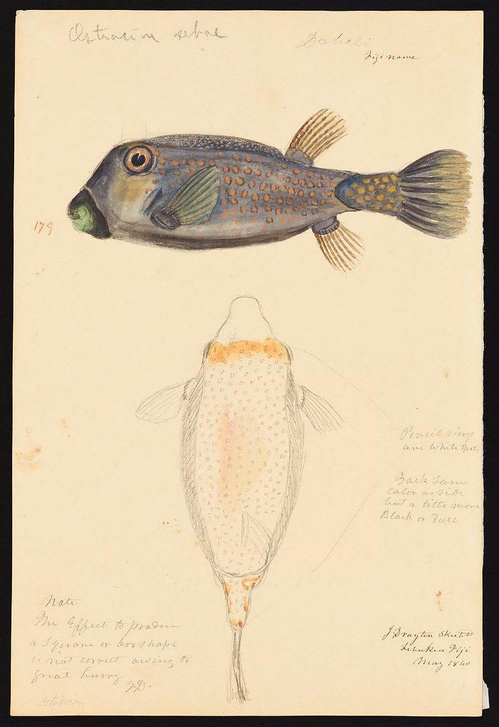 A vintage scientific illustration of a small, speckled fish with detailed anatomical drawings and handwritten notes.