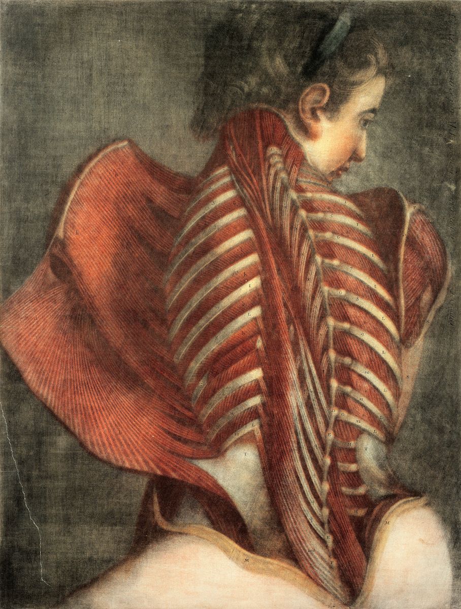 Anatomical illustration of a person's back and shoulder muscles, with the skin partially removed to reveal the underlying musculature and skeletal structure.