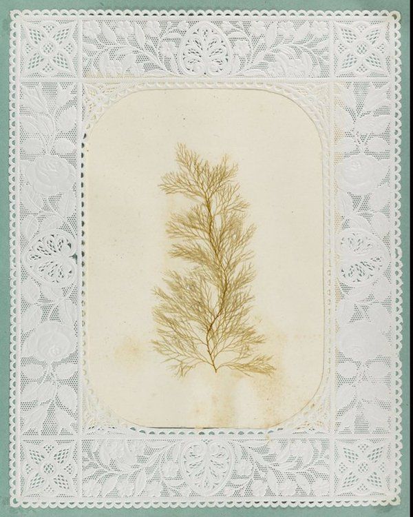 Pressed plant specimen on a decorative card with a lace border.