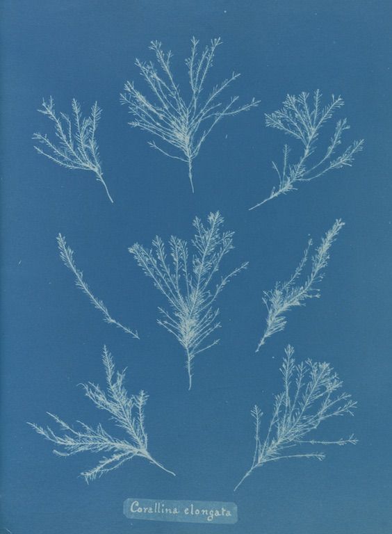 Cyanotype botanical illustration of *Corallina elongata* algae specimens against a deep blue background.
