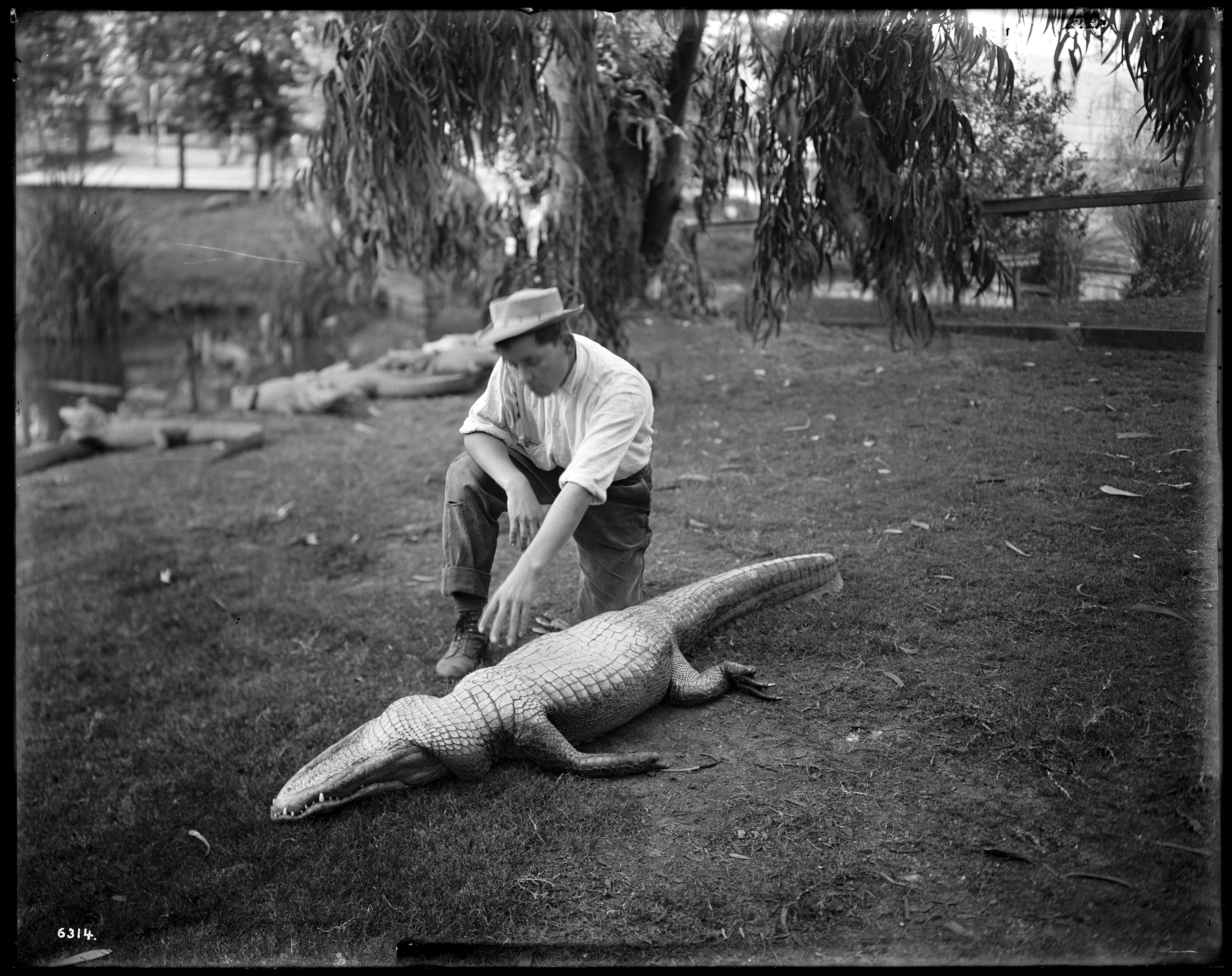A black and white photograph of a man crouching beside a large alligator in an outdoor setting.