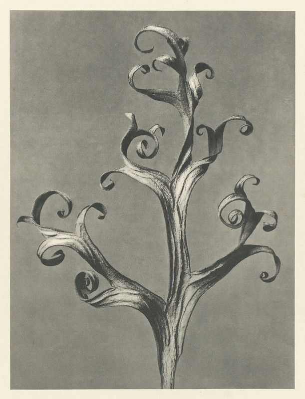A dark, stylized tree with swirling curls instead of branches, drawn in a monochromatic palette against a muted olive-green background.