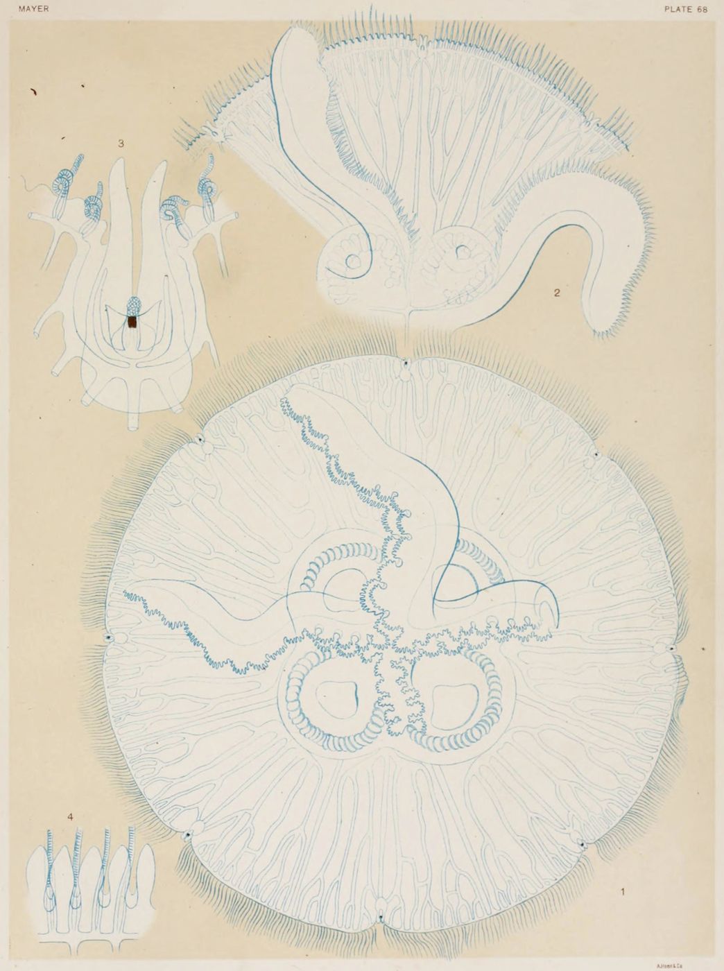A vintage scientific illustration of a jellyfish, rendered in delicate blue lines on a pale yellow background.