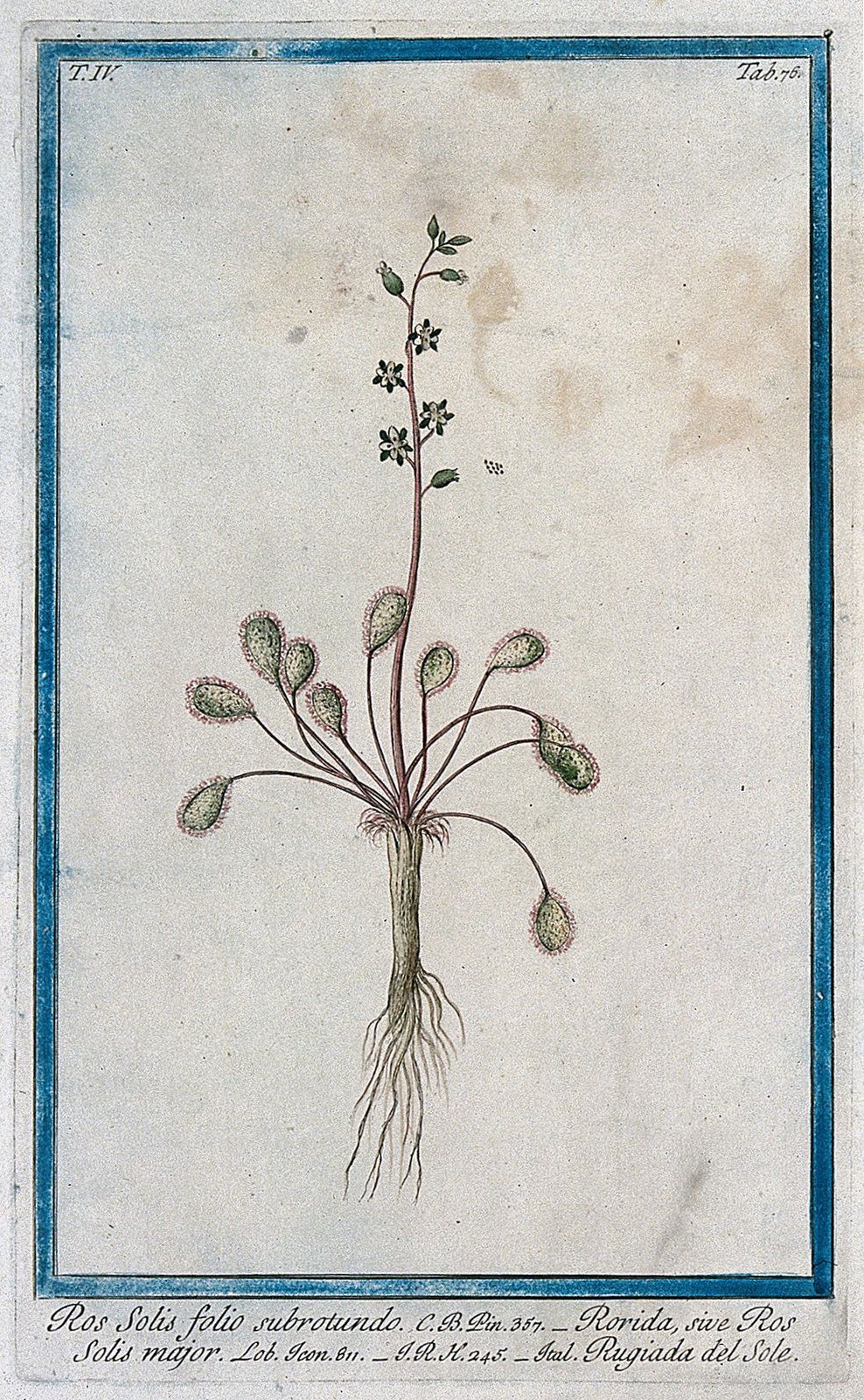 Vintage botanical illustration of a plant with detailed roots, stem, leaves, and flowers.