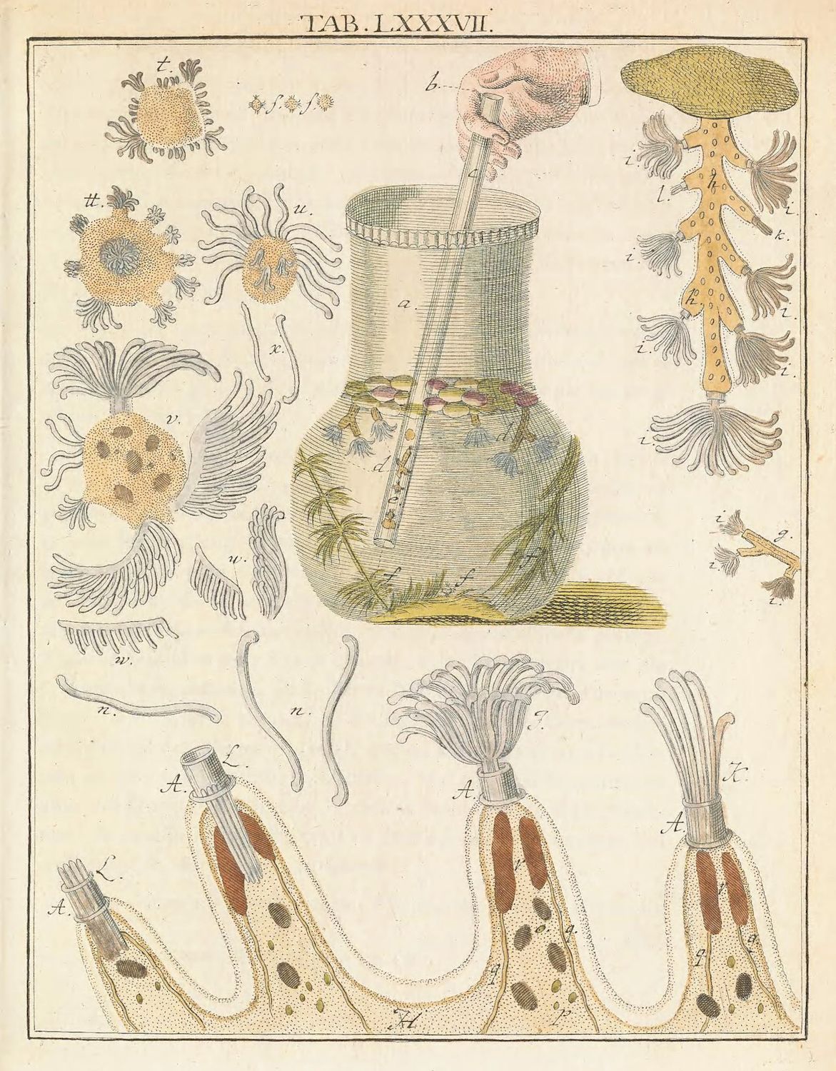 Vintage scientific illustration of microscopic organisms in a glass jar.