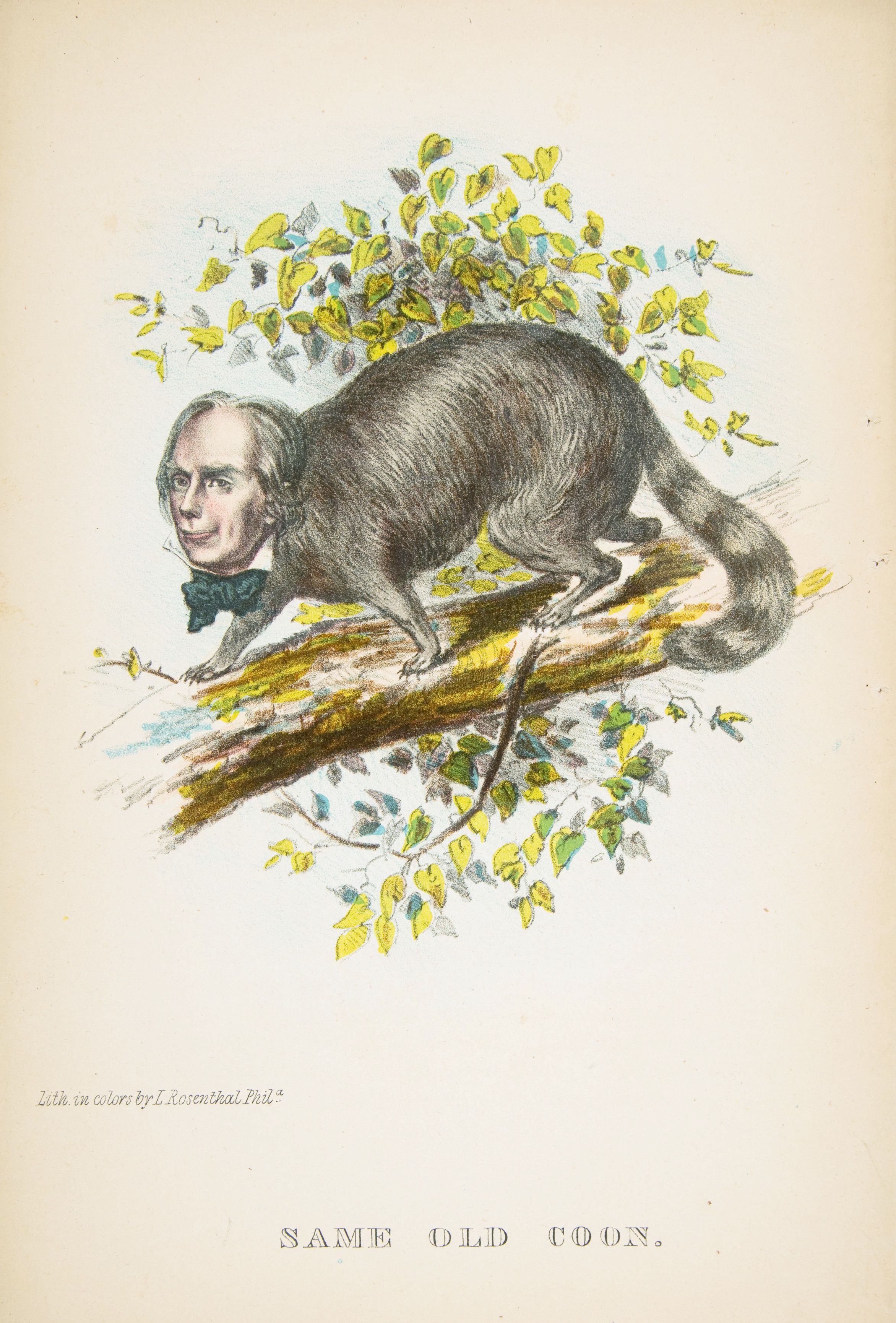 Vintage lithograph of a raccoon with the head of a man on a branch.