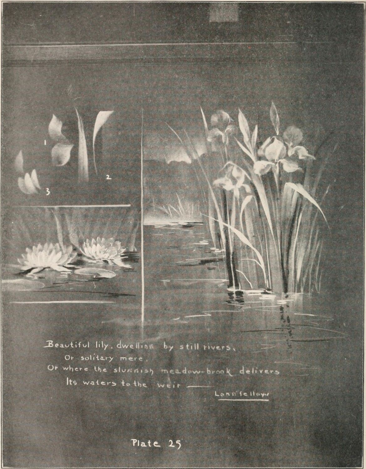 A vintage black and white illustration of water lilies in a pond or river, with lines highlighting specific parts of the flowers and text below.